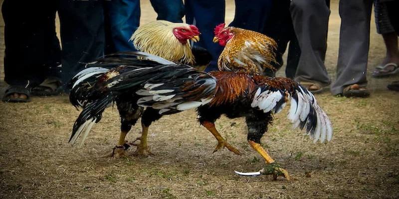 Đặc Điểm Và Kỹ Thuật Chiến Đấu Của Những Chiến Kê Sát Thủ